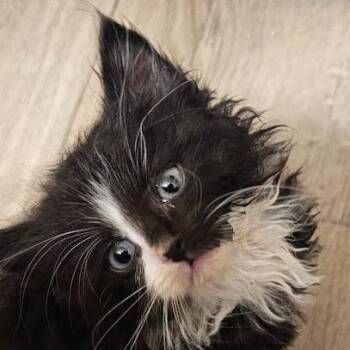 Domestic Long Hair Cats Available for Adoption in Sioux Falls, South Dakota - Akela (Magenta) | PetCurious