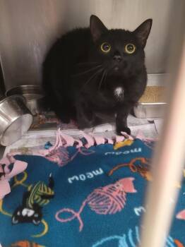 Domestic Short Hair Cats Available for Adoption in Angola, Indiana - Hazel | PetCurious