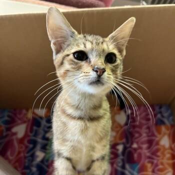 Jasmine -  Domestic Short Hair Cat for Adoption - Jasmine | PetCurious