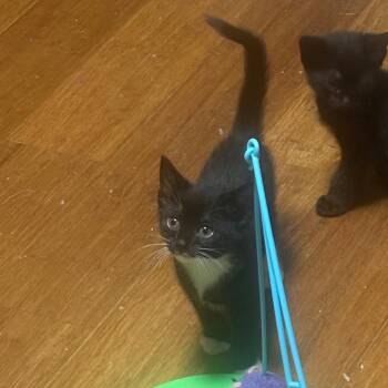 Brewess -  Domestic Short Hair Cat for Adoption in Nashville, Tennessee - Brewess | PetCurious