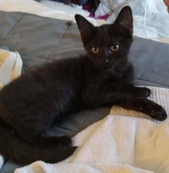 Acorn 2 -  Domestic Short Hair Cat for Adoption in Tucson, Arizona - Acorn 2 | PetCurious