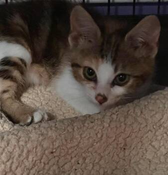 Marigold -  Domestic Short Hair Cat for Adoption in Virginia Beach, Virginia - Marigold | PetCurious