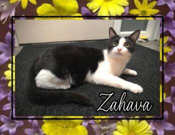 Domestic Short Hair Cats Available for Adoption - Zahava | PetCurious
