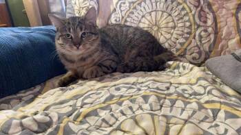 Shadow -  Domestic Medium Hair Cat for Adoption in Lorain, Ohio - Shadow | PetCurious