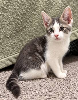 Onyx -  Domestic Short Hair Cat for Adoption in Victor, New York - Onyx | PetCurious
