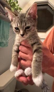 92821a Pepsi-PetSmart West Ashley -  Domestic Short Hair Cat for Adoption in North Charleston, South Carolina - 92821a Pepsi-PetSmart West Ashley | PetCurious