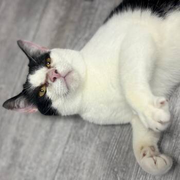 Domestic Short Hair Cats Available for Adoption - MooMoo | PetCurious