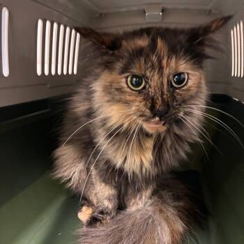 Seraphina -  Domestic Medium Hair Cat for Adoption in Oak Park, Illinois - Seraphina | PetCurious