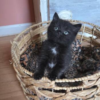 Domestic Long Hair Cats Available for Adoption in Starkville, Mississippi - Finch | PetCurious