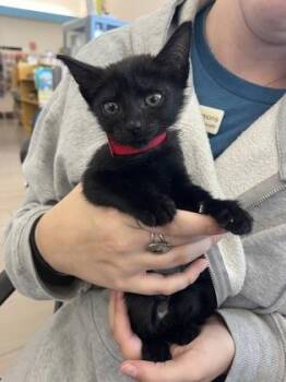 Bali -  Domestic Short Hair Cat for Adoption in Daytona Beach, Florida - Bali | PetCurious