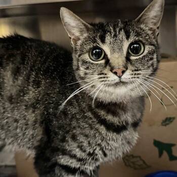 June -  Domestic Short Hair Cat for Adoption in Brentwood, Missouri - June | PetCurious