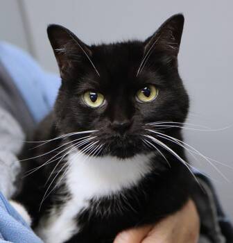 Orchid (A037893) -  Domestic Short Hair Cat for Adoption in Kansas City, Kansas - Orchid (A037893) | PetCurious