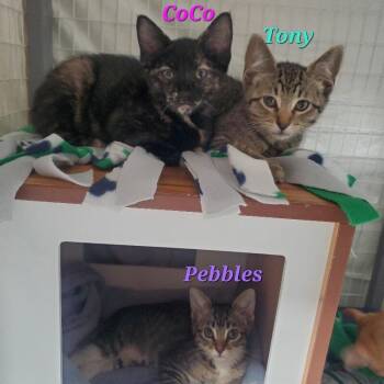Pebbles Venus -  Domestic Short Hair Cat for Adoption in Diamond Springs, California - Pebbles Venus | PetCurious