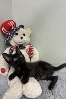 Smudge -  Domestic Short Hair Cat for Adoption in Picayune, Mississippi - Smudge | PetCurious