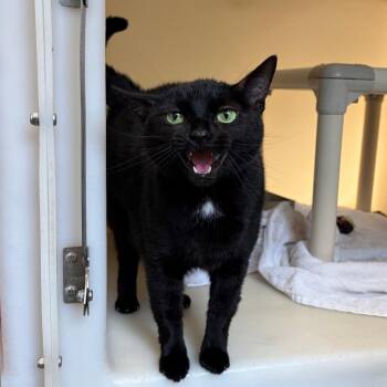 Mischief -  Domestic Short Hair Cat for Adoption in Harrisonburg, Virginia - Mischief | PetCurious