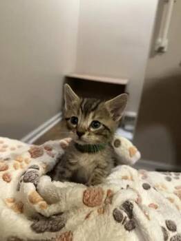 Happy -  Domestic Short Hair Cat for Adoption in Wyoming, Michigan - Happy | PetCurious