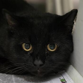 Brick -  Domestic Short Hair Cat for Adoption in Chatham, Virginia - Brick | PetCurious