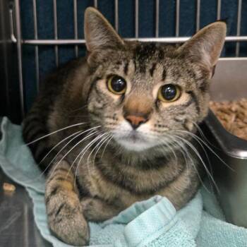 Stripes -  Domestic Short Hair Cat for Adoption in Idaho Falls, Idaho - Stripes | PetCurious
