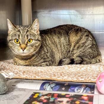 Domestic Short Hair Cats Available for Adoption in Kennebunk, Maine - Magnolia | PetCurious