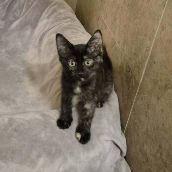 Parcheesi -  Domestic Short Hair Cat for Adoption in Tucson, Arizona - Parcheesi | PetCurious