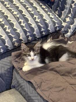 Bela Lugosi -  Domestic Short Hair Cat for Adoption in Philadelphia, Pennsylvania - Bela Lugosi | PetCurious