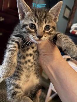 Rescue Domestic Short Hair Cats for Adoption in Newark, New Jersey - Fall In Love Litter | PetCurious