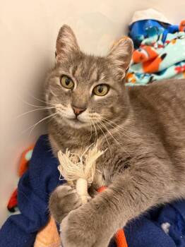 Domestic Short Hair Cats Available for Adoption in Logan, Utah - Babs | PetCurious