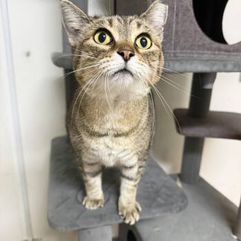 Pearl -  Domestic Short Hair Cat for Adoption in Hendersonville, Tennessee - Pearl | PetCurious