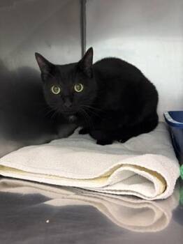 Poncho -  Domestic Short Hair Cat for Adoption in Fishers, Indiana - Poncho | PetCurious