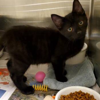 Lemonade -  Domestic Short Hair Cat for Adoption - Lemonade | PetCurious