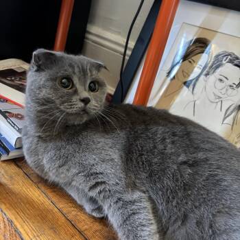 Julie -  Scottish Fold Cat for Adoption - Julie | PetCurious