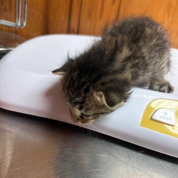 Lentil -  American Shorthair Cat for Adoption in Greenfield, Indiana - Lentil | PetCurious