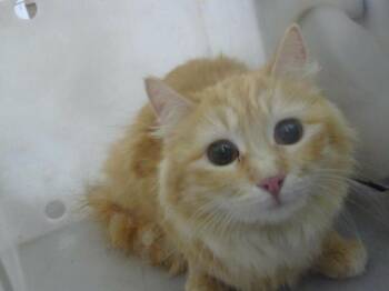 Domestic Medium Hair Cats Available for Adoption in Dallas, Texas - IDA | PetCurious