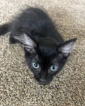 Midnight -  Domestic Medium Hair Cat for Adoption in East Brunswick, New Jersey - Midnight | PetCurious