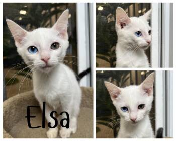 Elsa -  Domestic Short Hair Cat for Adoption in Pierceton, Indiana - Elsa | PetCurious