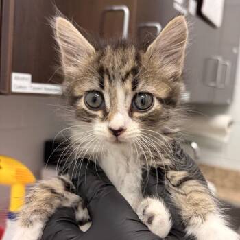 Cupcake Purple -  Domestic Medium Hair Cat for Adoption in Marshall, Virginia - Cupcake Purple | PetCurious