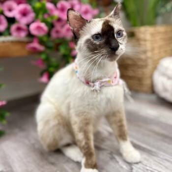Bria Meowsers -  Snowshoe and Domestic Short Hair Cat for Adoption in Friendswood, Texas - Bria Meowsers | PetCurious