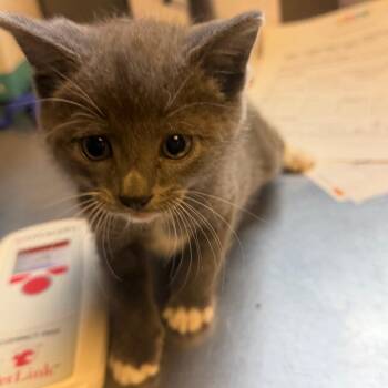 TUSC-Stray-85161 -  Domestic Short Hair Cat for Adoption in Tuscaloosa, Alabama - TUSC-Stray-85161 | PetCurious