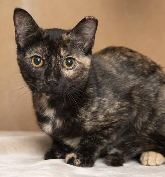 Scout -  Tortoiseshell Cat for Adoption in Chicago, Illinois - Scout | PetCurious