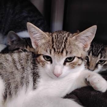 Roni Roll -  Domestic Short Hair Cat for Adoption in Wilmington, Delaware - Roni Roll | PetCurious