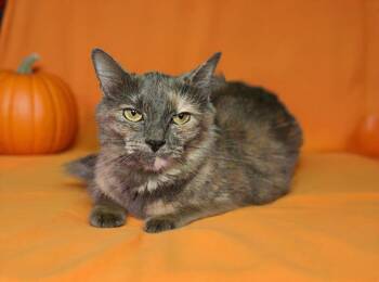Aqua 26/758 -  Domestic Long Hair Cat for Adoption in Talladega, Alabama - Aqua 26/758 | PetCurious
