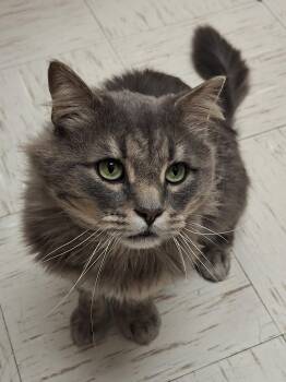 Biff Wellington -  Domestic Long Hair Cat for Adoption in Wallingford, Connecticut - Biff Wellington | PetCurious