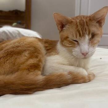 Buck -  Domestic Short Hair Cat for Adoption in Austin, Texas - Buck | PetCurious