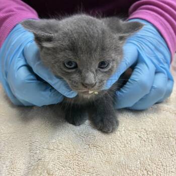 Sailor -  Domestic Short Hair Cat for Adoption in Newark, New Jersey - Sailor | PetCurious