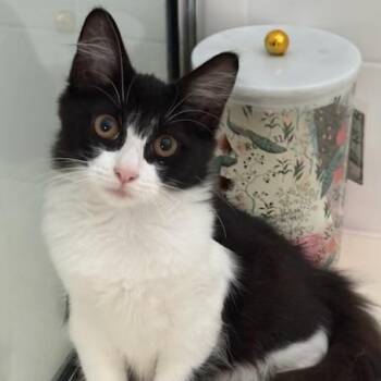 Bijou -  Domestic Medium Hair Cat for Adoption in Jupiter, Florida - Bijou | PetCurious