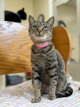 Biscuit -  Domestic Short Hair Cat for Adoption in Medina, Ohio - Biscuit | PetCurious