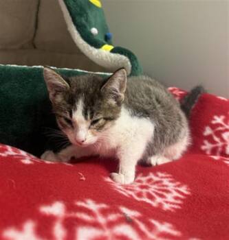 Domestic Short Hair Cats Available for Adoption in Ontario, California - PIXEL - NEEDS A FOSTER | PetCurious