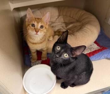 Ollie and Onyx-- BONDED PAIR -  Domestic Short Hair Cat for Adoption in New Rochelle, New York - Ollie And Onyx-- BONDED PAIR | PetCurious