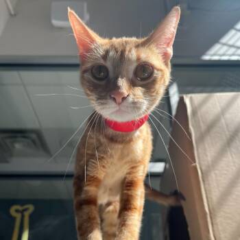 Amber -  Domestic Short Hair Cat for Adoption in Chicago, Illinois - Amber | PetCurious