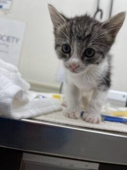 Rescue Domestic Short Hair Cats for Adoption in Santa Rosa, California - Periwinkle | PetCurious